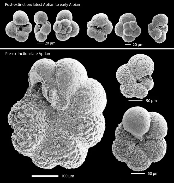 Not only were there fewer foramanifera during and after the extinction event, but they were dramatically smaller Not only were there fewer foramanifera during and after the extinction event, but they were dramatically smaller